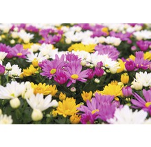 Chrysantheme FloraSelf Chrysanthemum indicum 'Carnaval' Ø 12 cm Topf-thumb-1
