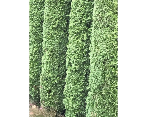 Arbre de vie FloraSelf Thuja occidentalis 'Smaragd' H 150-175 cm dans Co 12 L