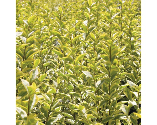 Troène de Californie FloraSelf Ligustrum ovalifolium 'Aureum' H 40-60 cm Co 4,5 L Gros plan d''une haie avec des feuilles