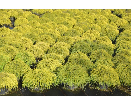 Faux cyprès Sawara nain jaune FloraSelf Chamaecyparis pisifera 'Sungold' h 25-30 cm Co 3,7 L-0