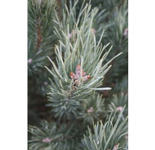 Pinus sylvestris Watereri H 30-40 cm Co 6 L-thumb-2
