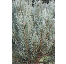 Pinus sylvestris Watereri H 30-40 cm Co 6 L-thumb-3