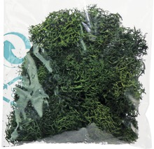 Unité d''emballage de mousse forestière pour la décoration