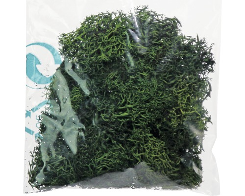 Unité d''emballage de mousse forestière pour la décoration