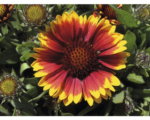 Gros plan d''une fleur de gaillarde