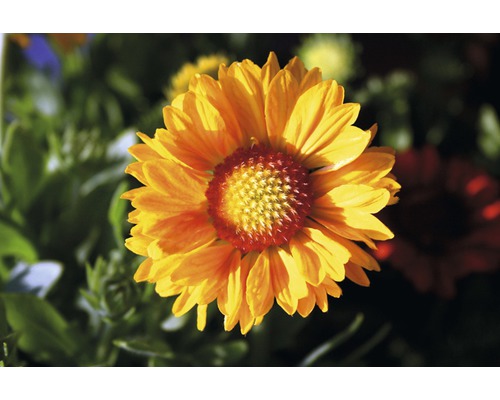 Gros plan sur une fleur de gaillarde dans le jardin