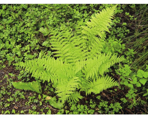 Fougère dans un parterre de jardin