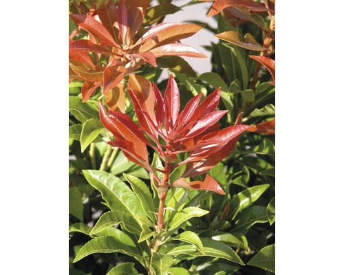 Andromède du Japon FloraSelf Pieris japonica 'Mountain Fire' H 50-60 cm Co 15 L Photinia avec des feuilles rouges et vertes.