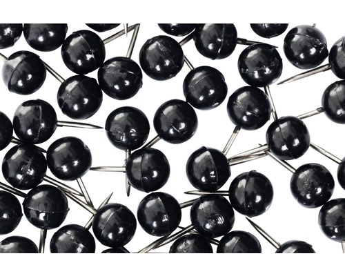 Punaises à têtes rondes