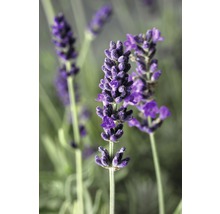 Lavendel FloraSelf Lavandula angustifolia Co 3 L-thumb-2