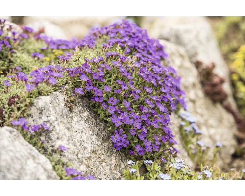 Blaukissen FloraSelf Aubrieta-Cultivars 'Blue Emperor' H 5-10 cm Co 0,5 L-0