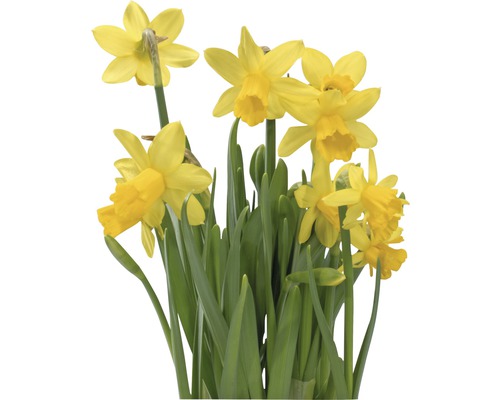 Jonquilles jaunes avec feuilles vertes