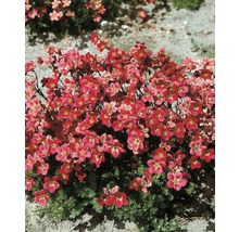 Saxifrage moussu Saxifraga arendsii 'Purpurteppich' h 5-15 cm Co 0,5 l-thumb-0