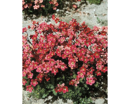 Saxifrage moussu Saxifraga arendsii 'Purpurteppich' h 5-15 cm Co 0,5 l