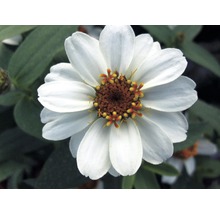 Nahaufnahme einer weissen Zinnie-Blüte im Garten