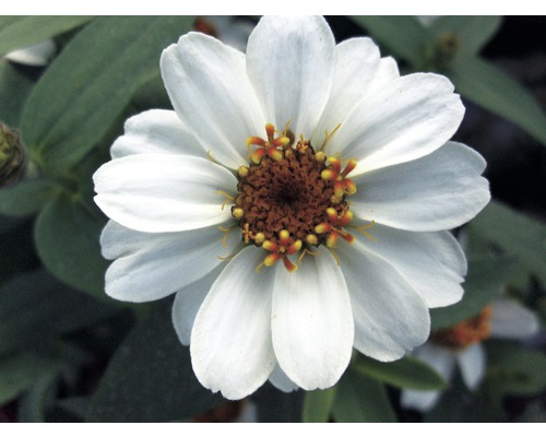 Gros plan d''une fleur de zinnia blanche dans le jardin