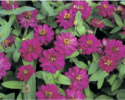 Gros plan de fleurs de zinnia avec des feuilles vertes