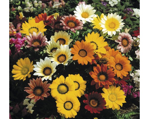 Gazanias de différentes couleurs dans un parterre de jardin