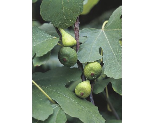 Figuier FloraSelf Ficus carica demi-tige H 40-60 cm hauteur totale env. 80-100 cm Co 15 L