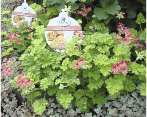 Détail de la plante géranium odorant Concolor Lace