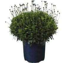 Pâquerette bleue dans un pot