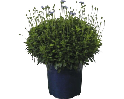 Pâquerette bleue dans un pot