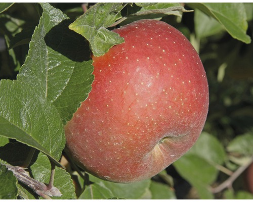 Pommier d'hiver bio FloraSelf Bio Malus domestica 'Reine des reinettes' h 120-150 cm Co 7,5 l