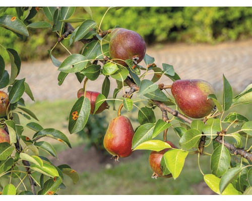 Poirier Bio FloraSelf Bio Pyrus communis 'Rote Williams Christbirne' hauteur du tronc env. 60 cm. Hauteur totale 130-150 cm Co 7,5 L arbuste