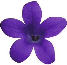 Fleur de campanule violette unique