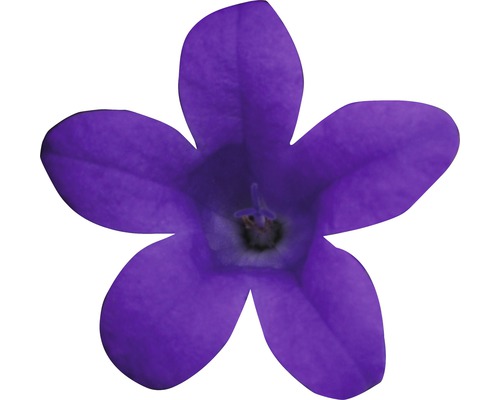 Fleur de campanule violette unique