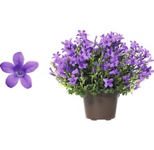 Campanule en pot avec fleur en détail