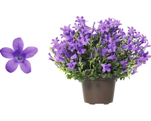 Campanule en pot avec fleur en détail