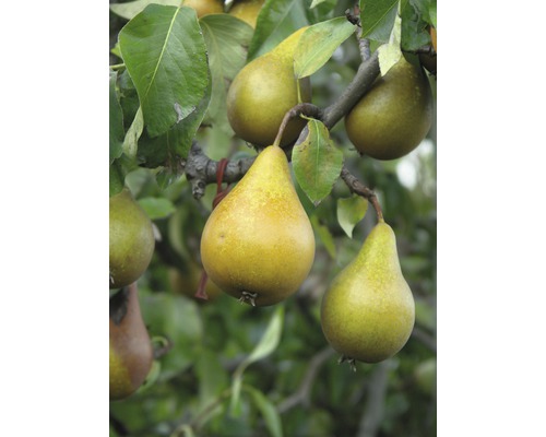 Poirier d'automne bio FloraSelf Bio Pyrus communis 'Beurré Hardy' h 130-150 cm Co 7,5 l