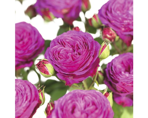 Hybride de thé rose 'Heidi Klum'® 25-80 cm