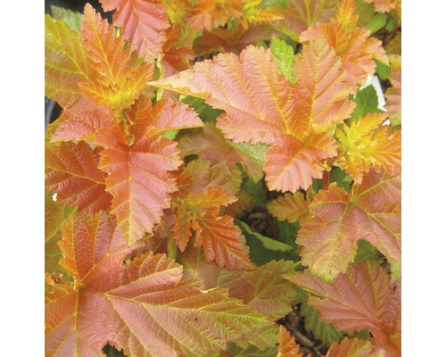 Blasenspiere FloraSelf Physocarpus opulifolius 'Amber Jubilee' H 100-125 cm Co 18 L Nahaufnahme einer Fasanenspiere mit Blättern