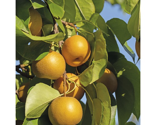 Poirier asiatique bio Nashi Kumoi FloraSelf Bio Pyrus pyrifolia 'Nashi Kumoi' hauteur de tige env. 60 cm hauteur totale env. 100-120 cm Co 7,5 l arbuste