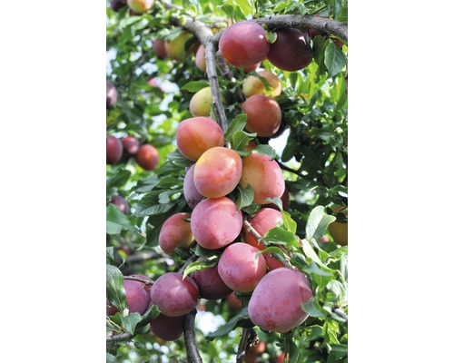 Bio Pflaume FloraSelf Bio Prunus persica 'Königin Viktoria' Historische Sorte Stammhöhe ca. 60 cm Gesamthöhe ca. 130-150 cm Co 7,5 L Busch selbstfruchtend Nahaufnahme eines Pflaumenbaums mit reifen Pflaumen