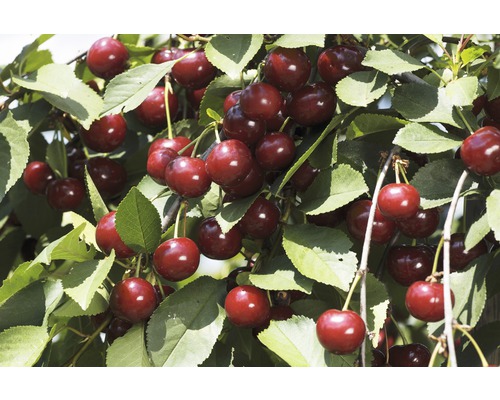 Merisier bio 'Lapins' autogame FloraSelf Bio Prunus 'Lapins' h 120-150 cm Co 7,5 l