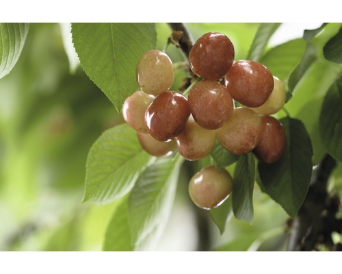Bio Süßkirsche FloraSelf Bio Prunus avium 'Büttners Rote Knorpelkirsche' Stammhöhe ca. 60 cm Gesamthöhe 120-140 cm Co 7,5 L Busch