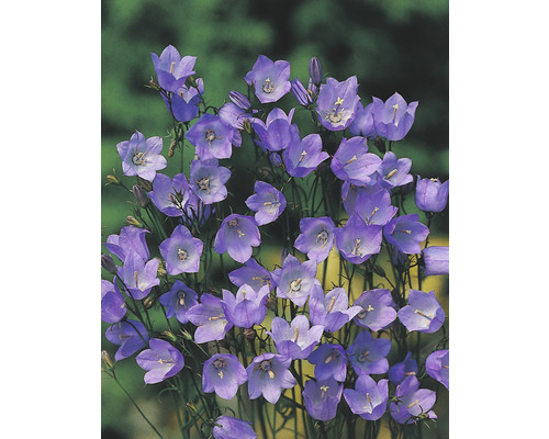 Campanule à feuilles de pêcher FloraSelf Campanula persicifolia h 10-40 cm Co 3 l Campanules dans le jardin