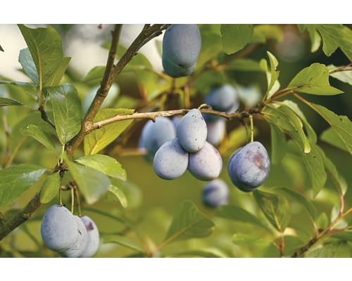 Prunier bio FloraSelf Bio Prunus domestica 'Wangenheims Frühe' hauteur de tige env. 60 cm hauteur totale env. 130-150 cm Co 7,5 l arbuste autofertile Prunes sur la branche avec des feuilles