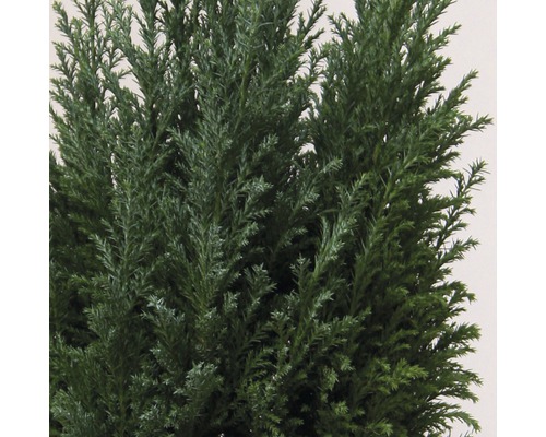 Gros plan d''un cyprès