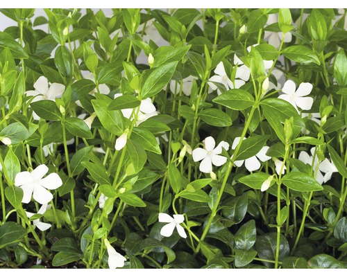 Pervenche blanche FloraSelf Vinca minor 'Alba' 5/7 branches pot Ø 9 cm