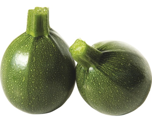 Zucchini FloraSelf Cucurbita pepo 'Satelite' Ø 10,5 cm Topf