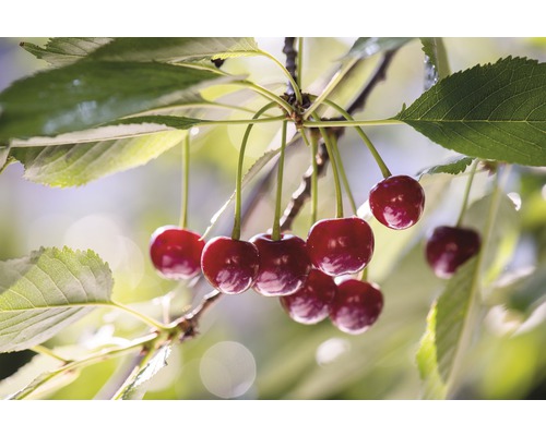 Merisier bio 'Saphir'® FloraSelf Bio Prunus cerasus 'Saphir'® h 120-150 cm Co 7,5 l