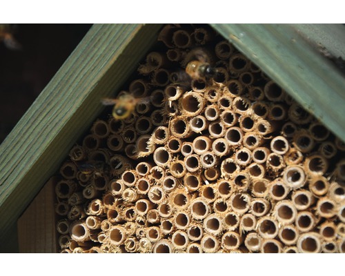 Nahaufnahme eines Insektenhotels mit Bienen