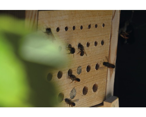 Insektenhotel mit Wildbienen beim Einflug in die Nistlöcher.