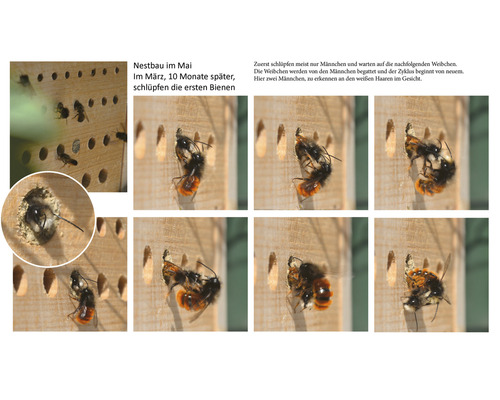 Illustration eines Insektenhotels mit Wildbienen beim Nestbau