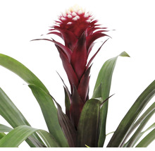 Broméliacée avec des fleurs rouges et des feuilles vertes