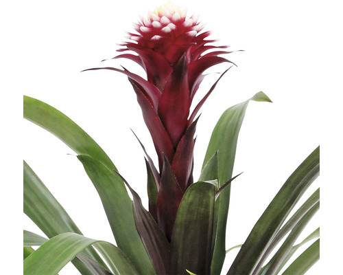 Broméliacée avec des fleurs rouges et des feuilles vertes